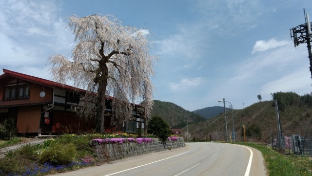 柏原の紺屋桜